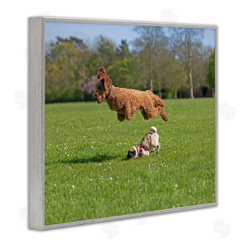 Gill Woodcock Jumping Dogs in Field Gray Framed Giclee Wall Art Print