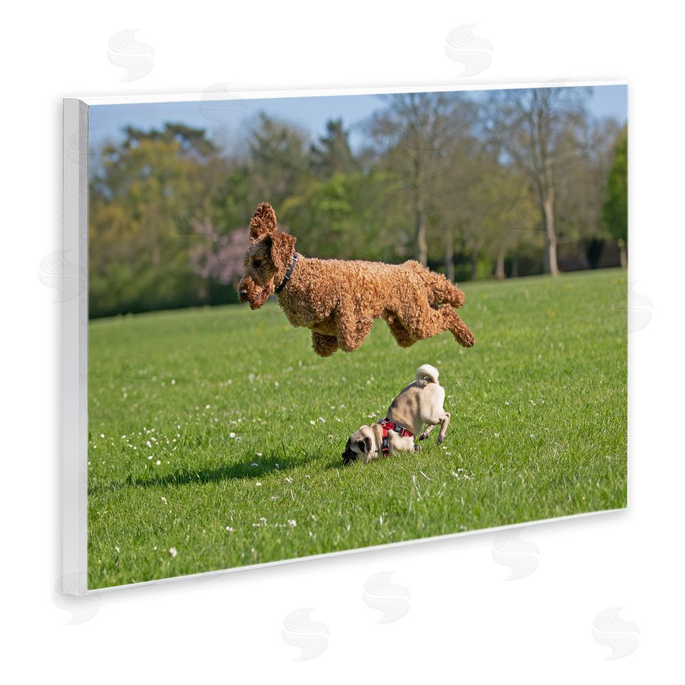 Gill Woodcock Jumping Dogs in Field Wall Plaque Art Print