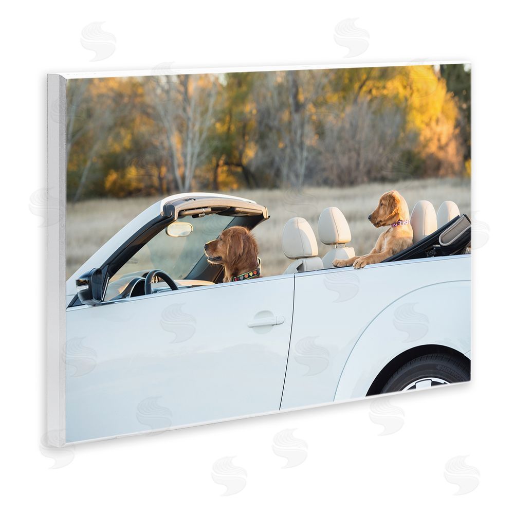 Karen Hoglund Dogs Driving Convertible Wall Plaque Art Print