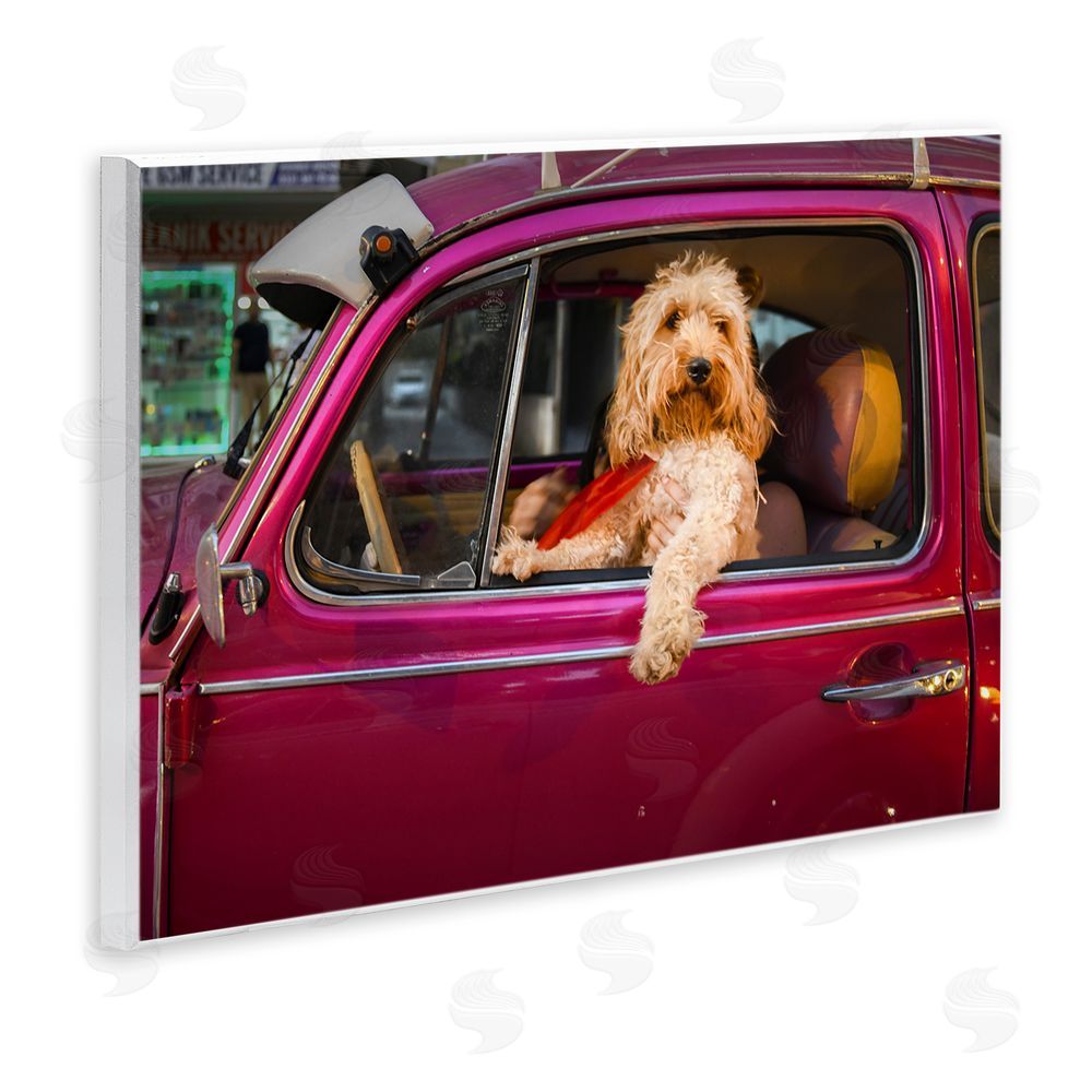 Mehmet Asian Funny Chauffeur Dog Wall Plaque Art Print