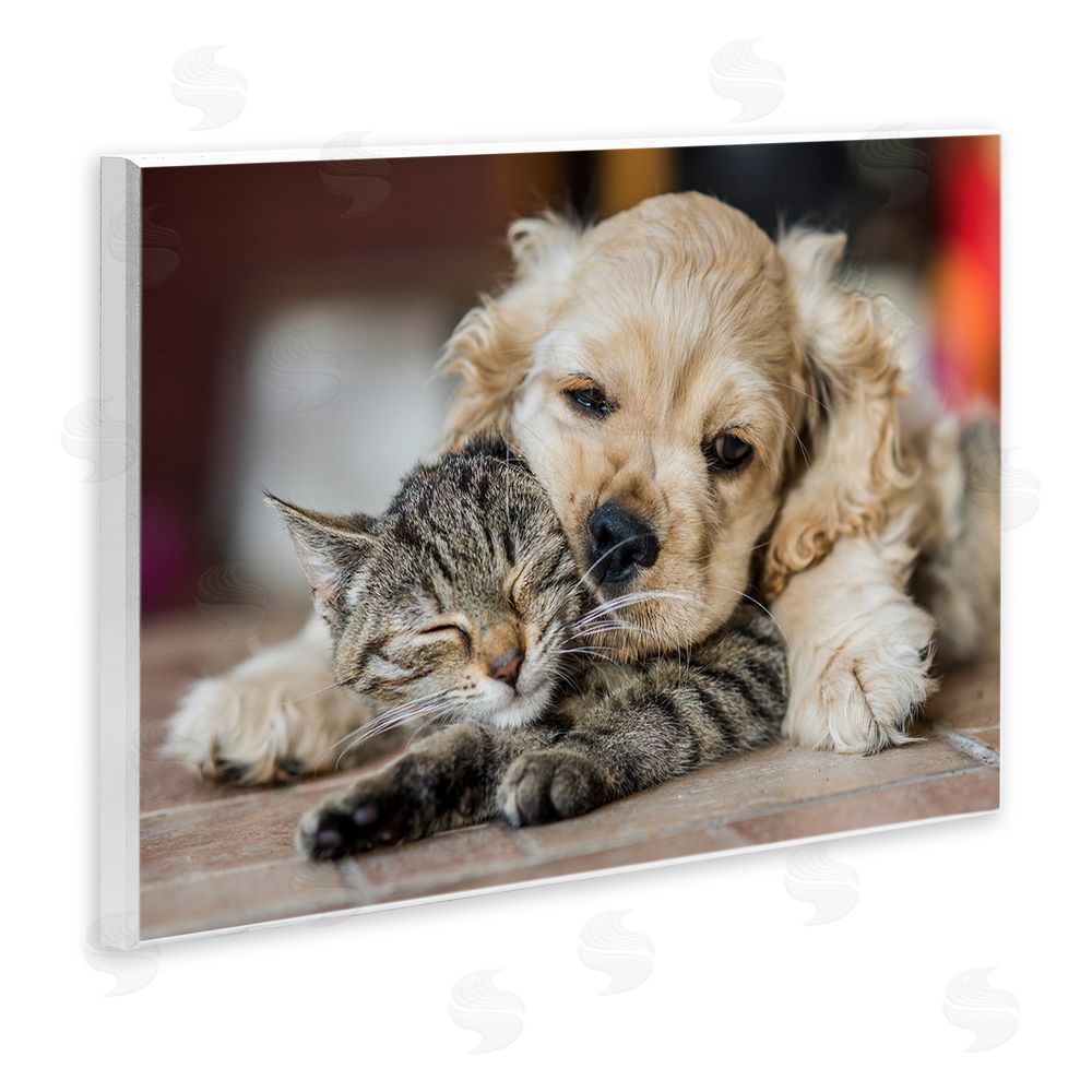Peter Cech Cat & Puppy Cuddling Wall Plaque Art Print
