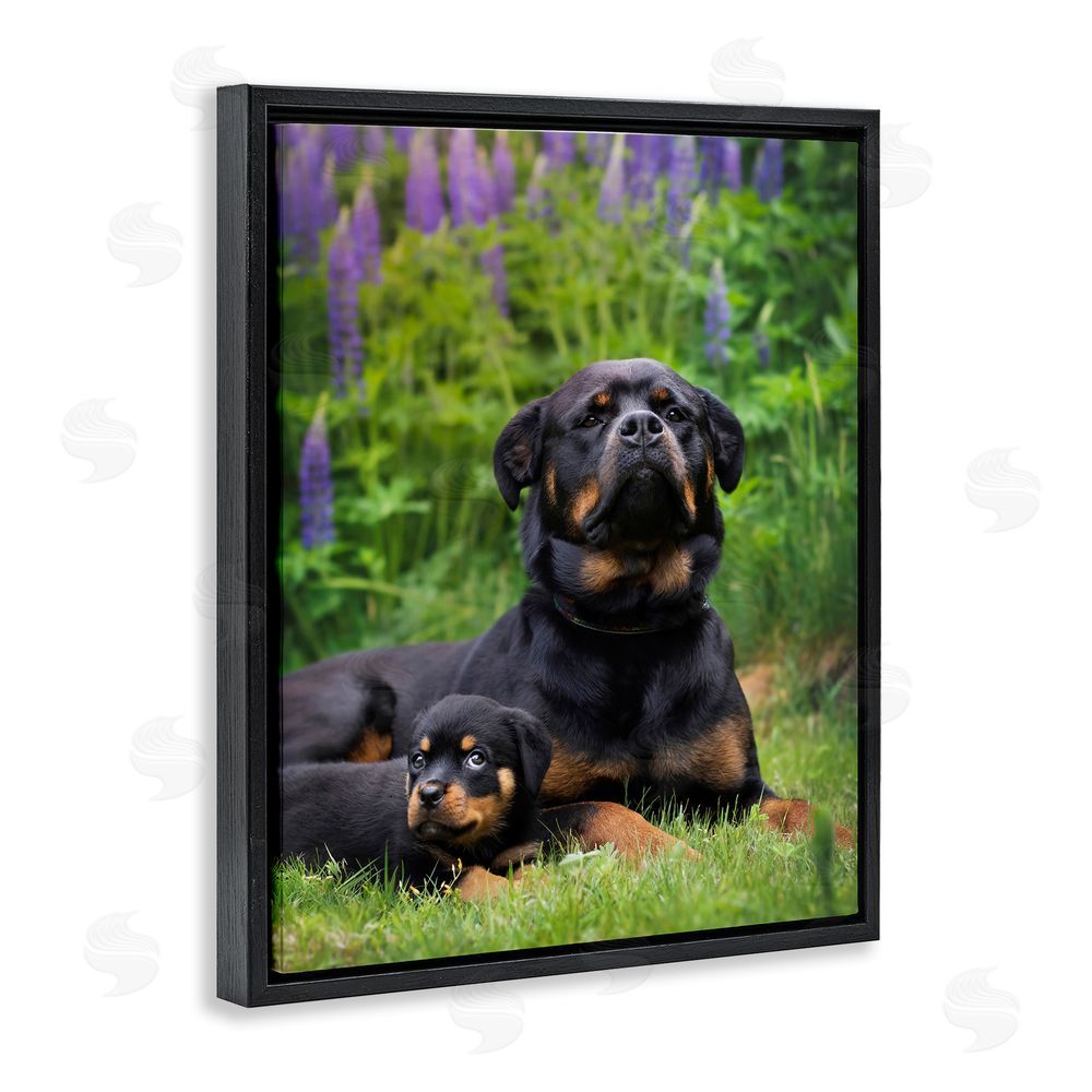 Darya Zelentsova Rott Puppies in Meadow Black Floating Frame Canvas Wall Art Print