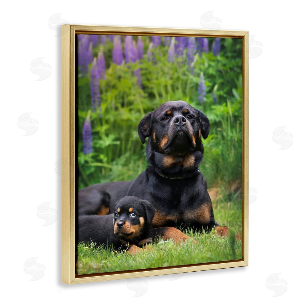 Darya Zelentsova Rott Puppies in Meadow Gold Floating Frame Canvas Wall Art Print