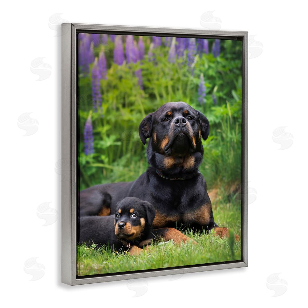 Darya Zelentsova Rott Puppies in Meadow Grey Floating Frame Canvas Wall Art Print