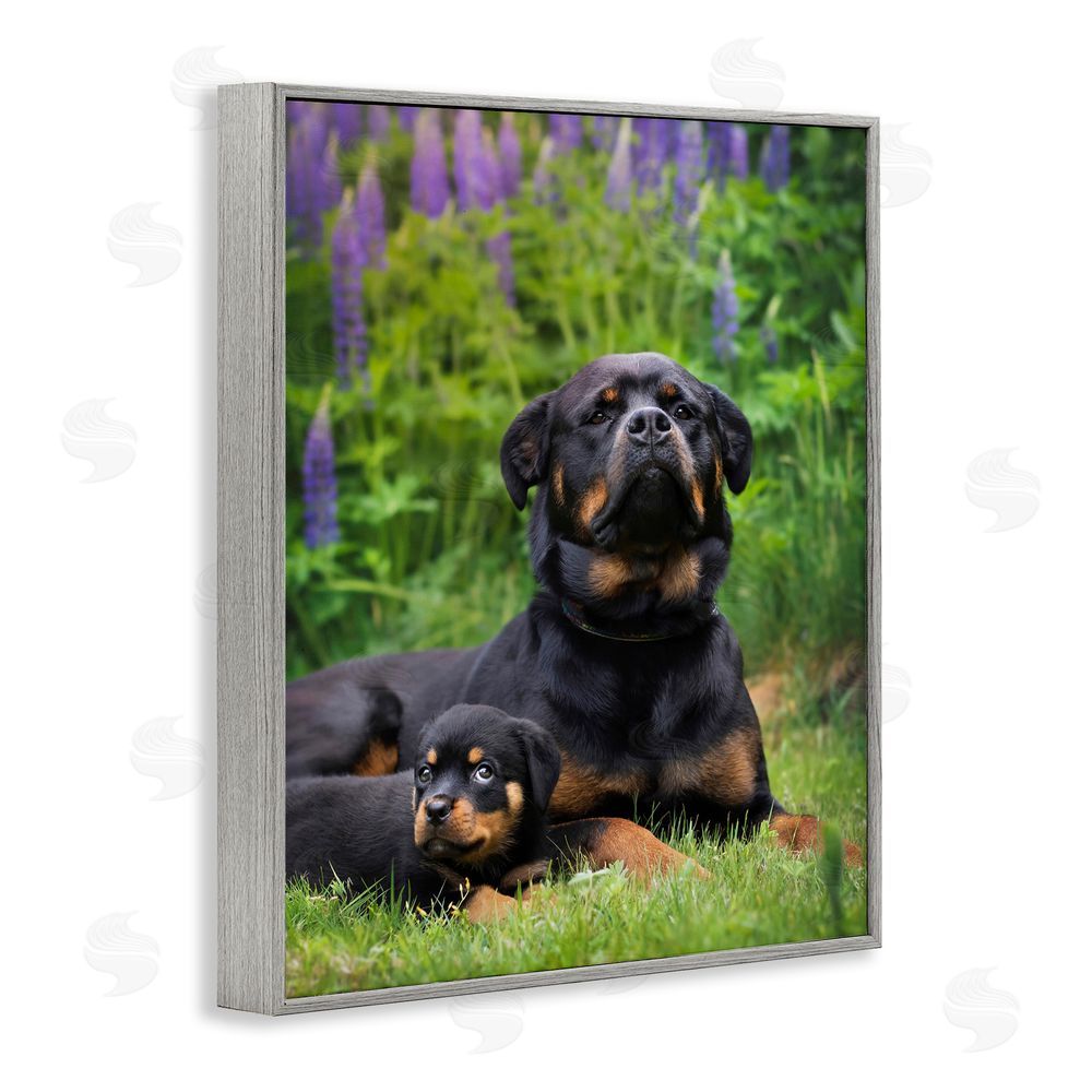 Darya Zelentsova Rott Puppies in Meadow Gray Framed Giclee Wall Art Print