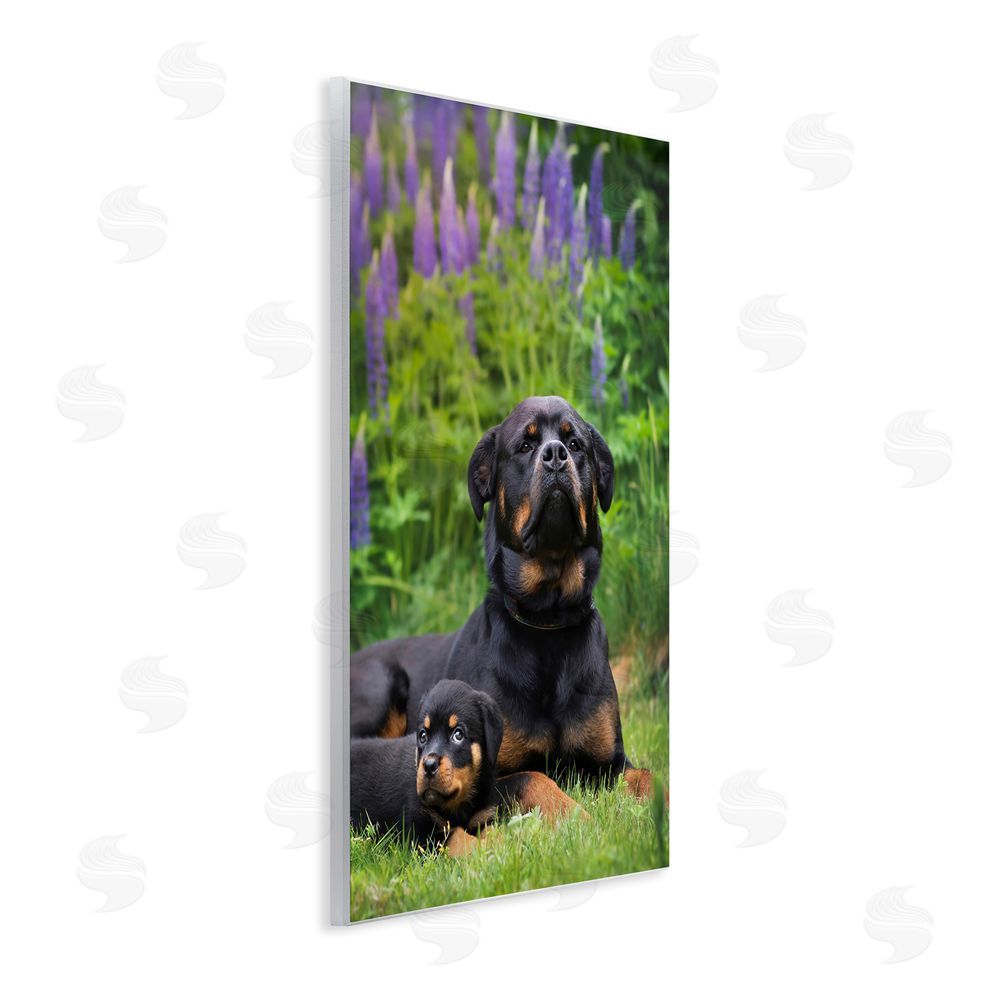 Darya Zelentsova Rott Puppies in Meadow Wall Plaque Art Print