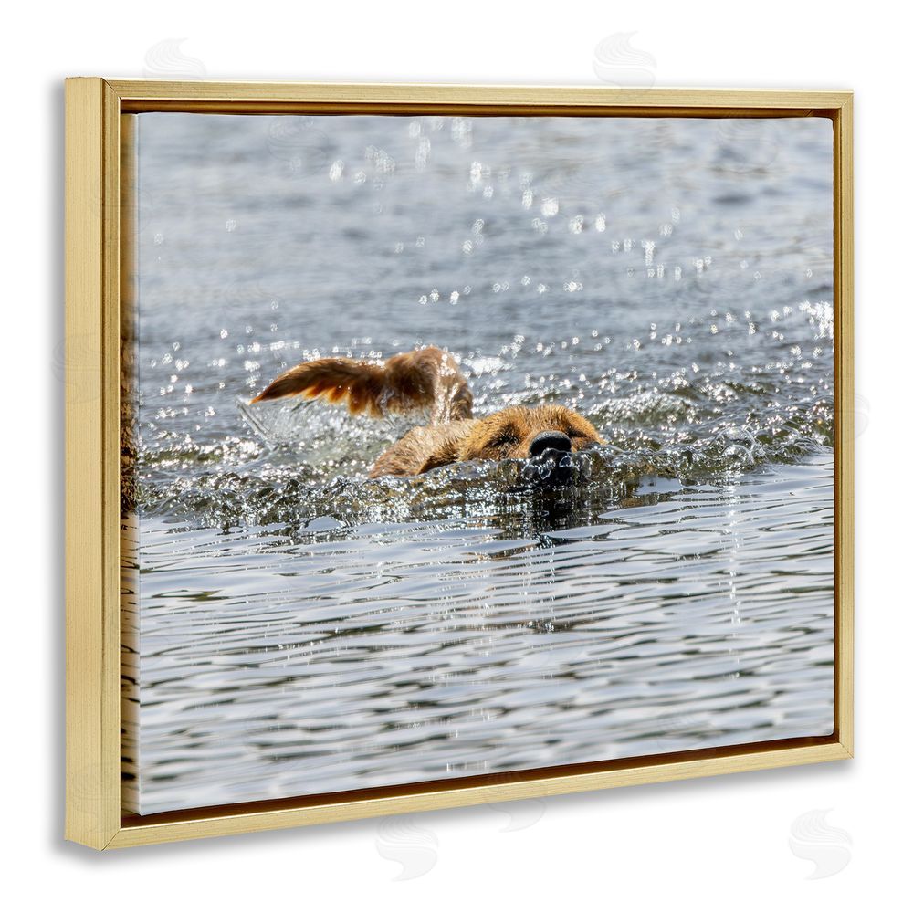 Angela Farnsworth Dog Swimming in Ocean Gold Floating Frame Canvas Wall Art Print
