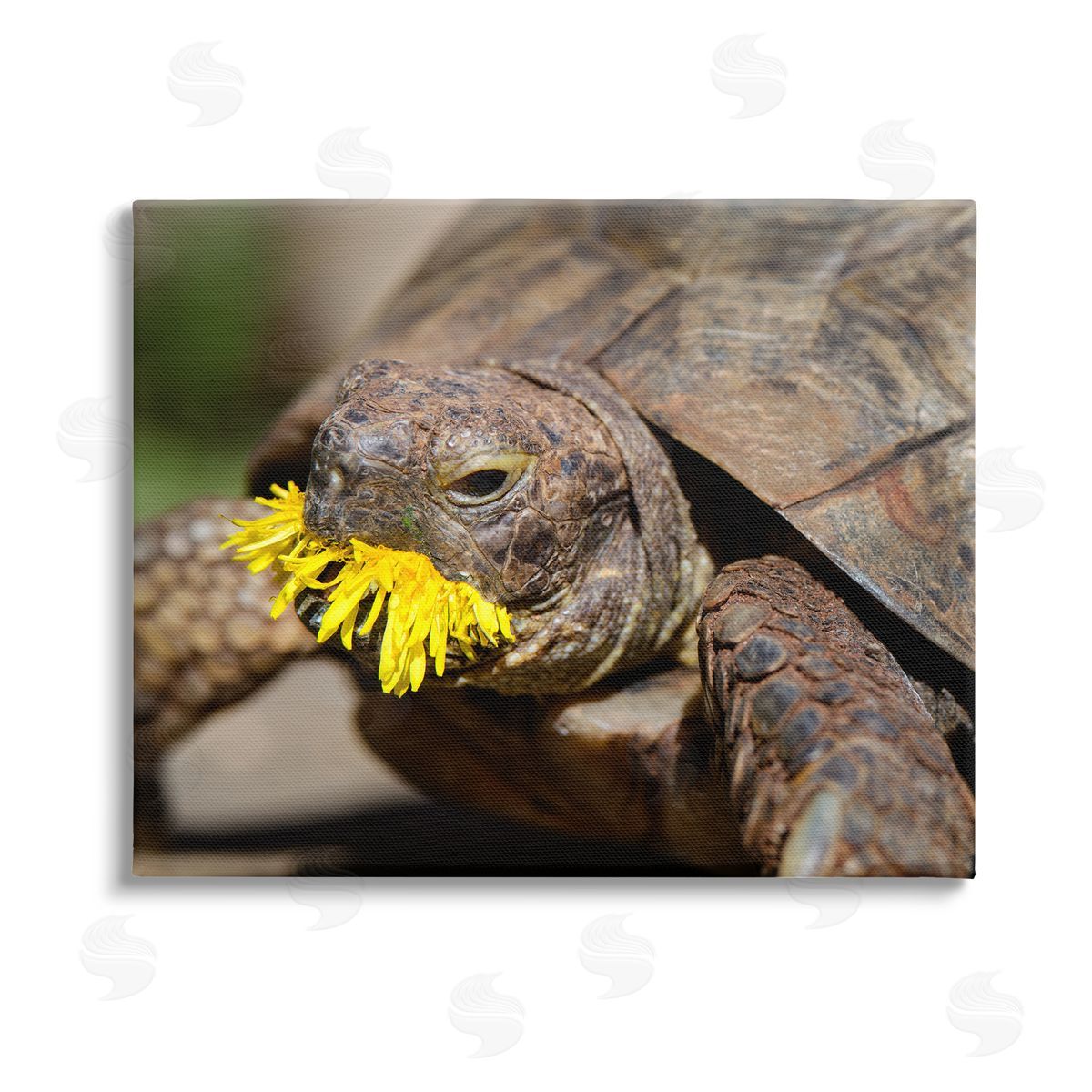 Jonathan Casey Turtle Eating Dandelion Stretched Canvas Wall Art Print