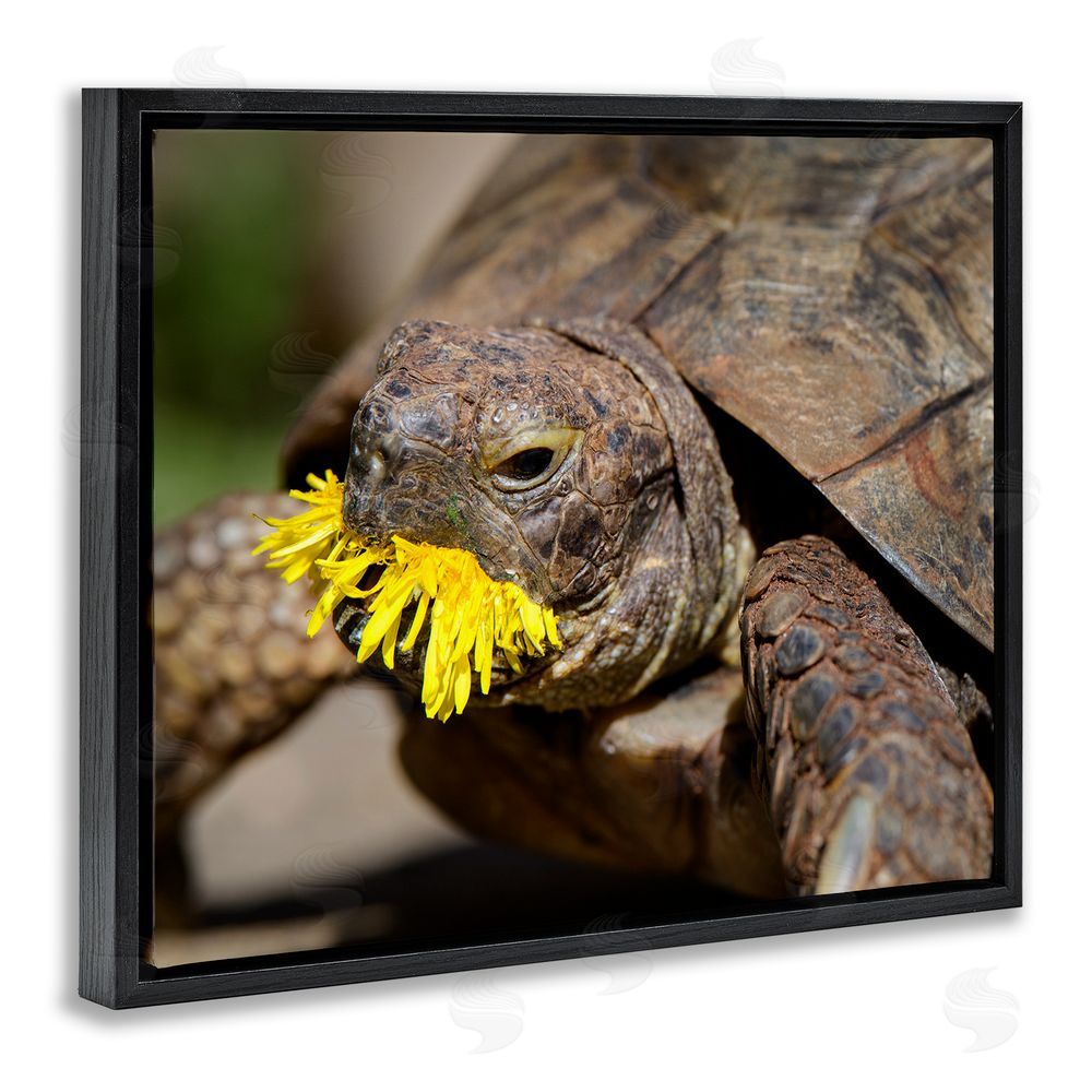Jonathan Casey Turtle Eating Dandelion Black Floating Frame Canvas Wall Art Print