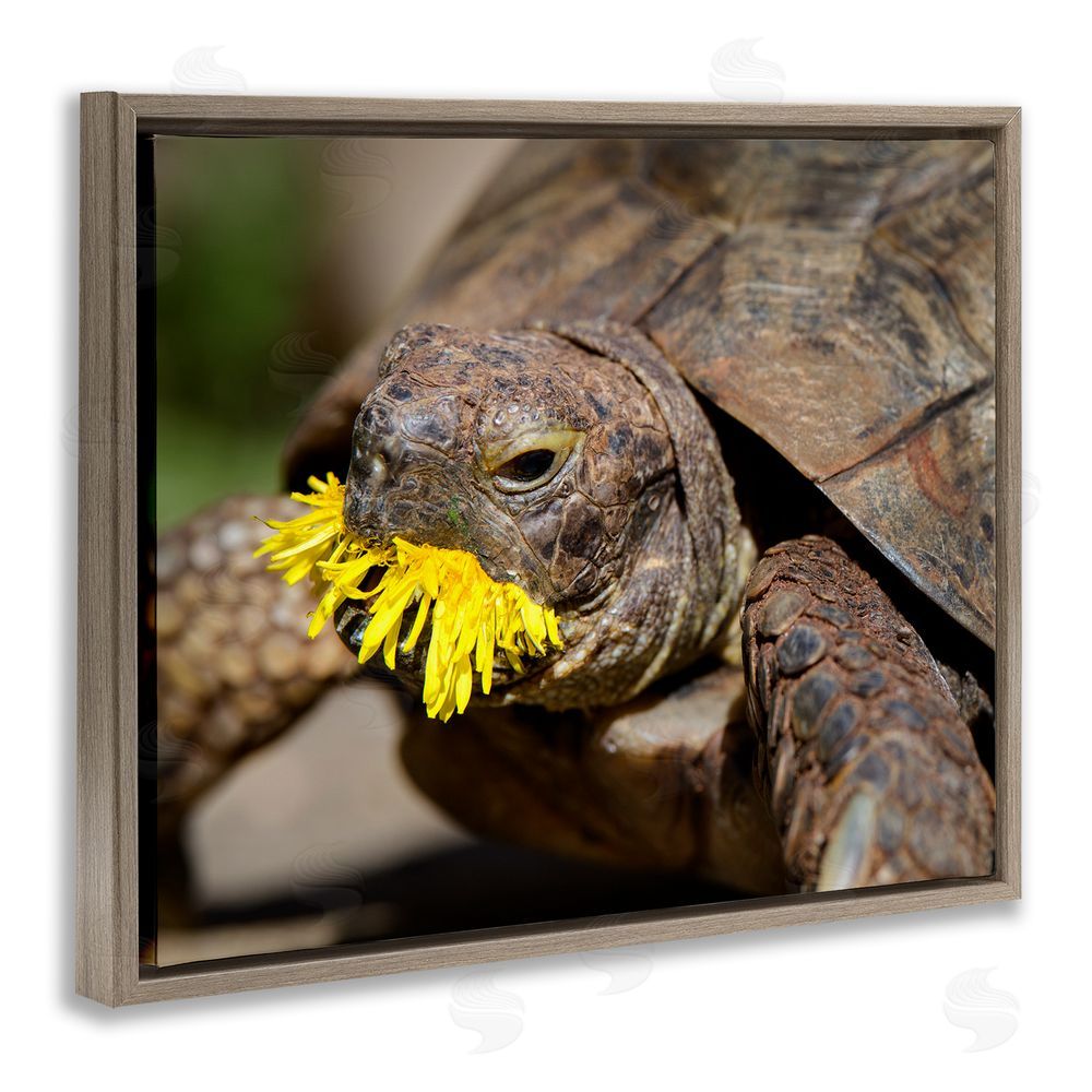 Jonathan Casey Turtle Eating Dandelion Brown Floating Frame Canvas Wall Art Print