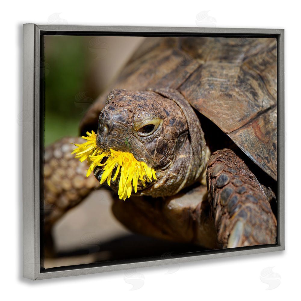 Jonathan Casey Turtle Eating Dandelion Grey Floating Frame Canvas Wall Art Print