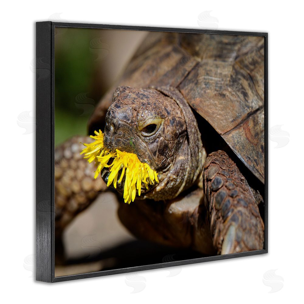 Jonathan Casey Turtle Eating Dandelion Black Framed Giclee Wall Art Print