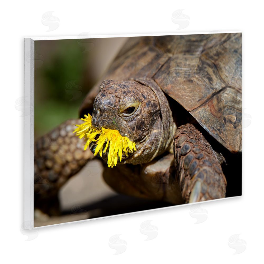 Jonathan Casey Turtle Eating Dandelion Wall Plaque Art Print