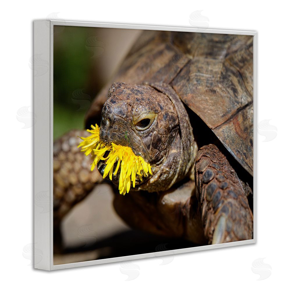 Jonathan Casey Turtle Eating Dandelion White Framed Giclee Wall Art Print