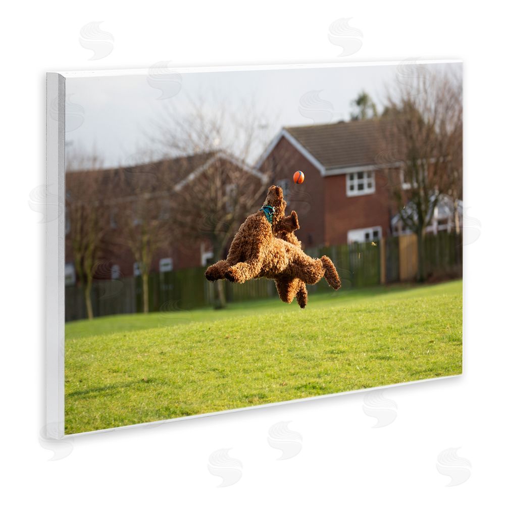 Gill Woodcock Eye on the Ball Dog Wall Plaque Art Print