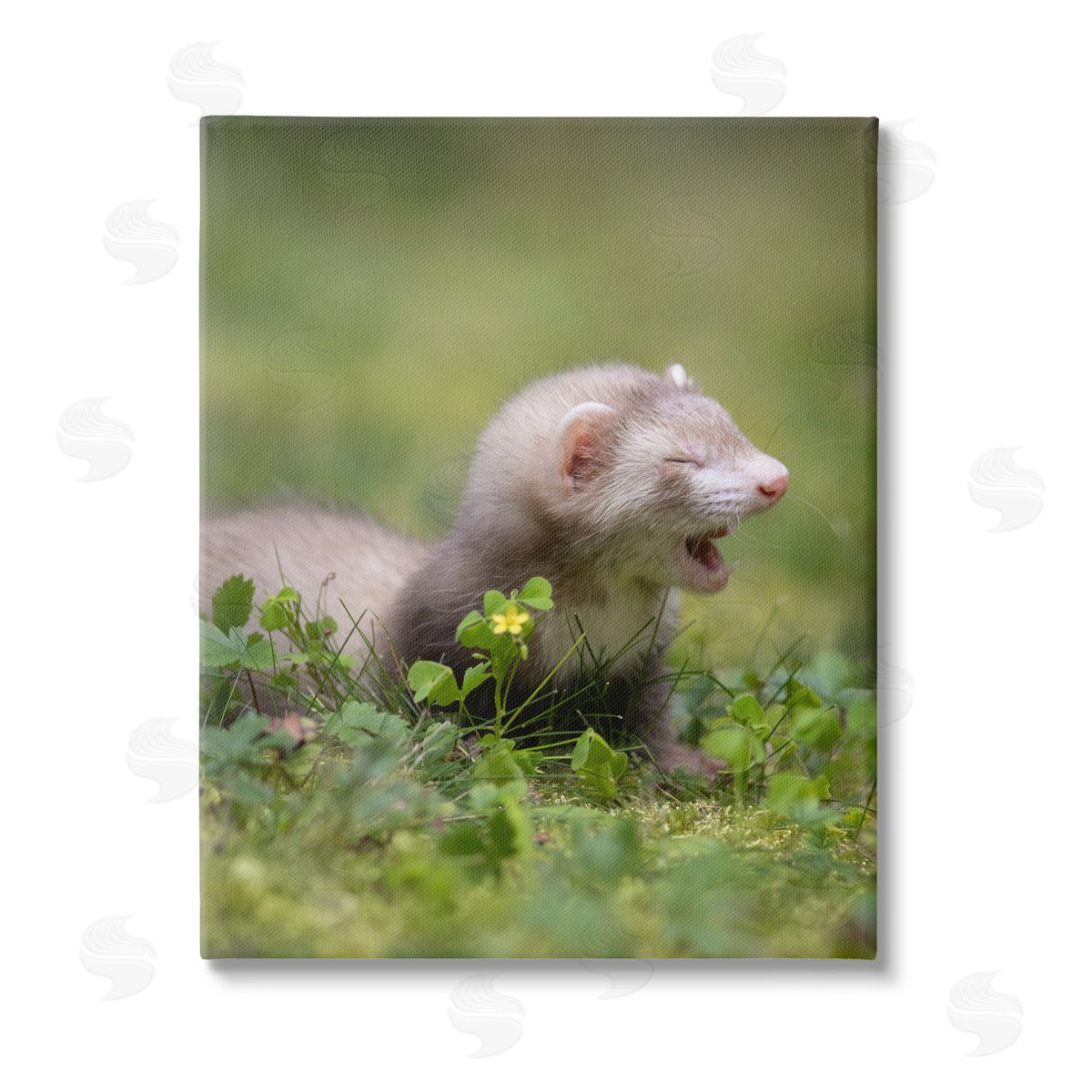 Darya Zelentsova Baby Ferret in Grass Stretched Canvas Wall Art Print
