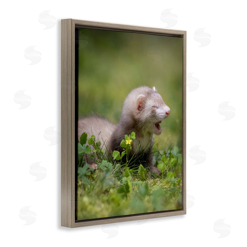Darya Zelentsova Baby Ferret in Grass Brown Floating Frame Canvas Wall Art Print