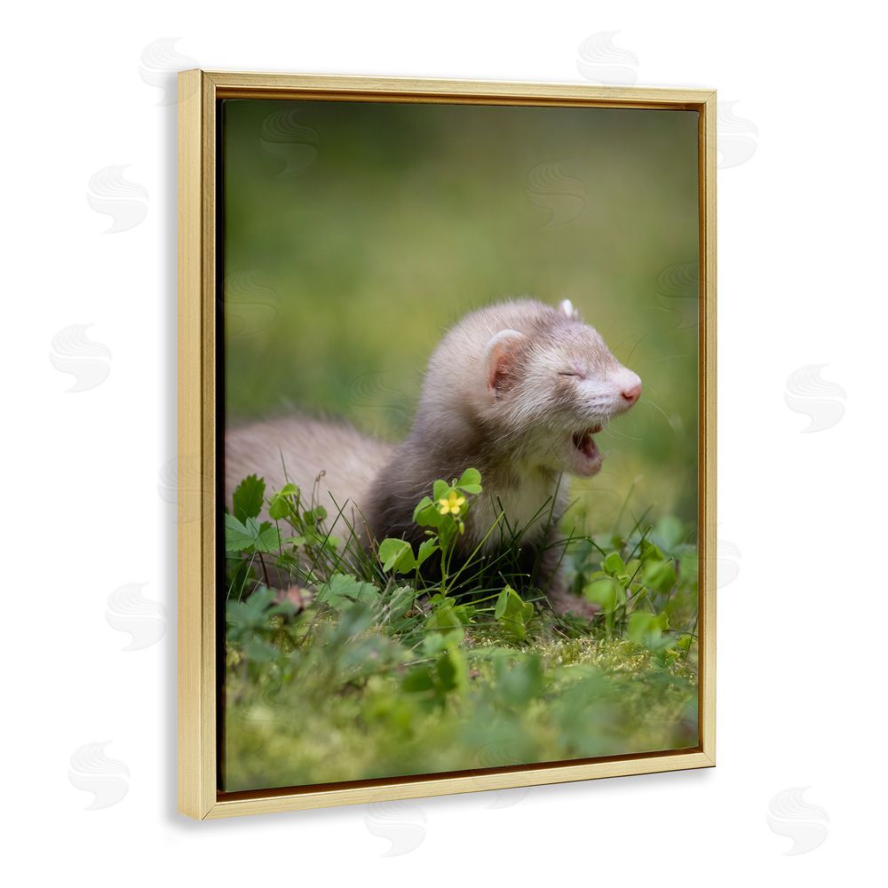 Darya Zelentsova Baby Ferret in Grass Gold Floating Frame Canvas Wall Art Print