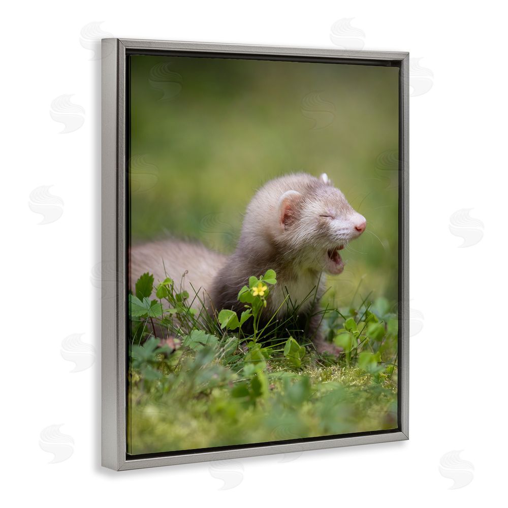 Darya Zelentsova Baby Ferret in Grass Grey Floating Frame Canvas Wall Art Print
