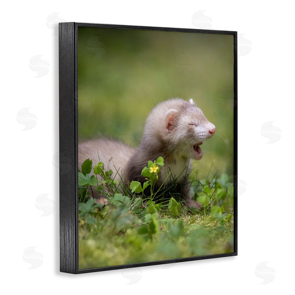 Darya Zelentsova Baby Ferret in Grass Black Framed Giclee Wall Art Print