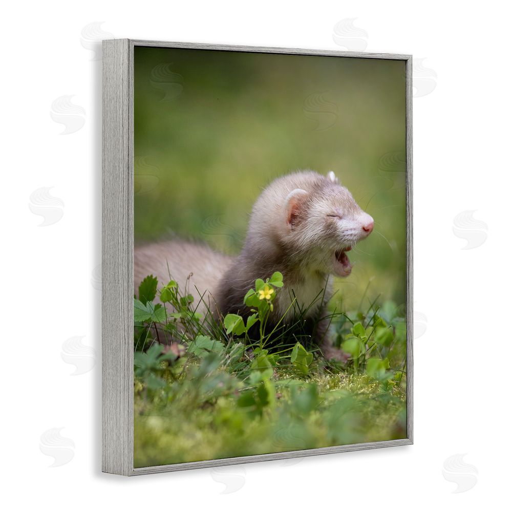 Darya Zelentsova Baby Ferret in Grass Gray Framed Giclee Wall Art Print