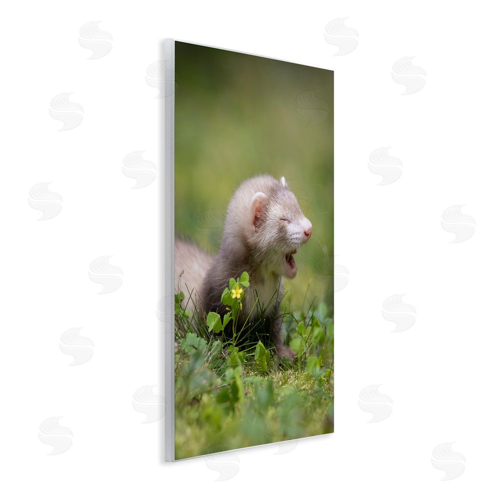 Darya Zelentsova Baby Ferret in Grass Wall Plaque Art Print