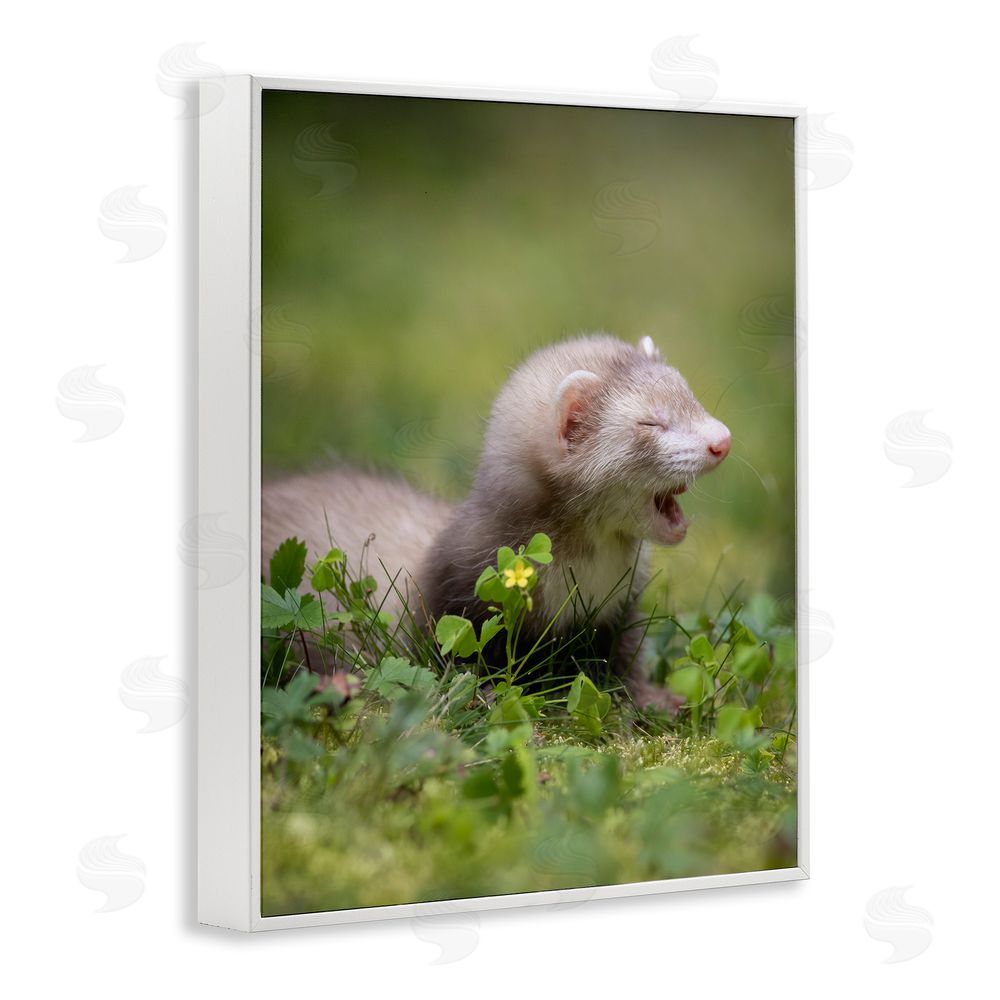 Darya Zelentsova Baby Ferret in Grass White Framed Giclee Wall Art Print