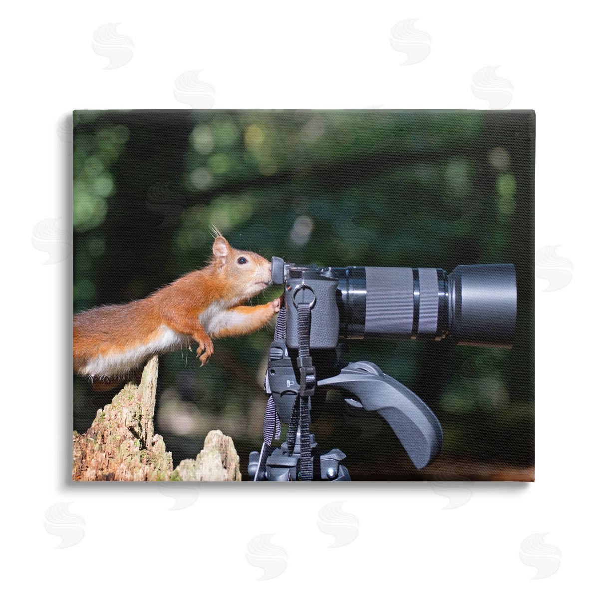 Julie Hunt Funny Squirrel Photographer Stretched Canvas Wall Art Print