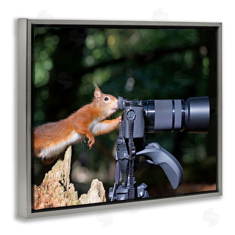 Julie Hunt Funny Squirrel Photographer Grey Floating Frame Canvas Wall Art Print
