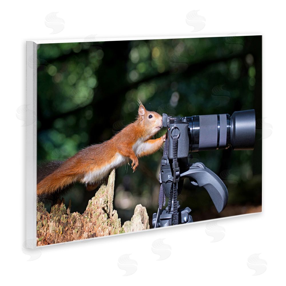 Julie Hunt Funny Squirrel Photographer Wall Plaque Art Print