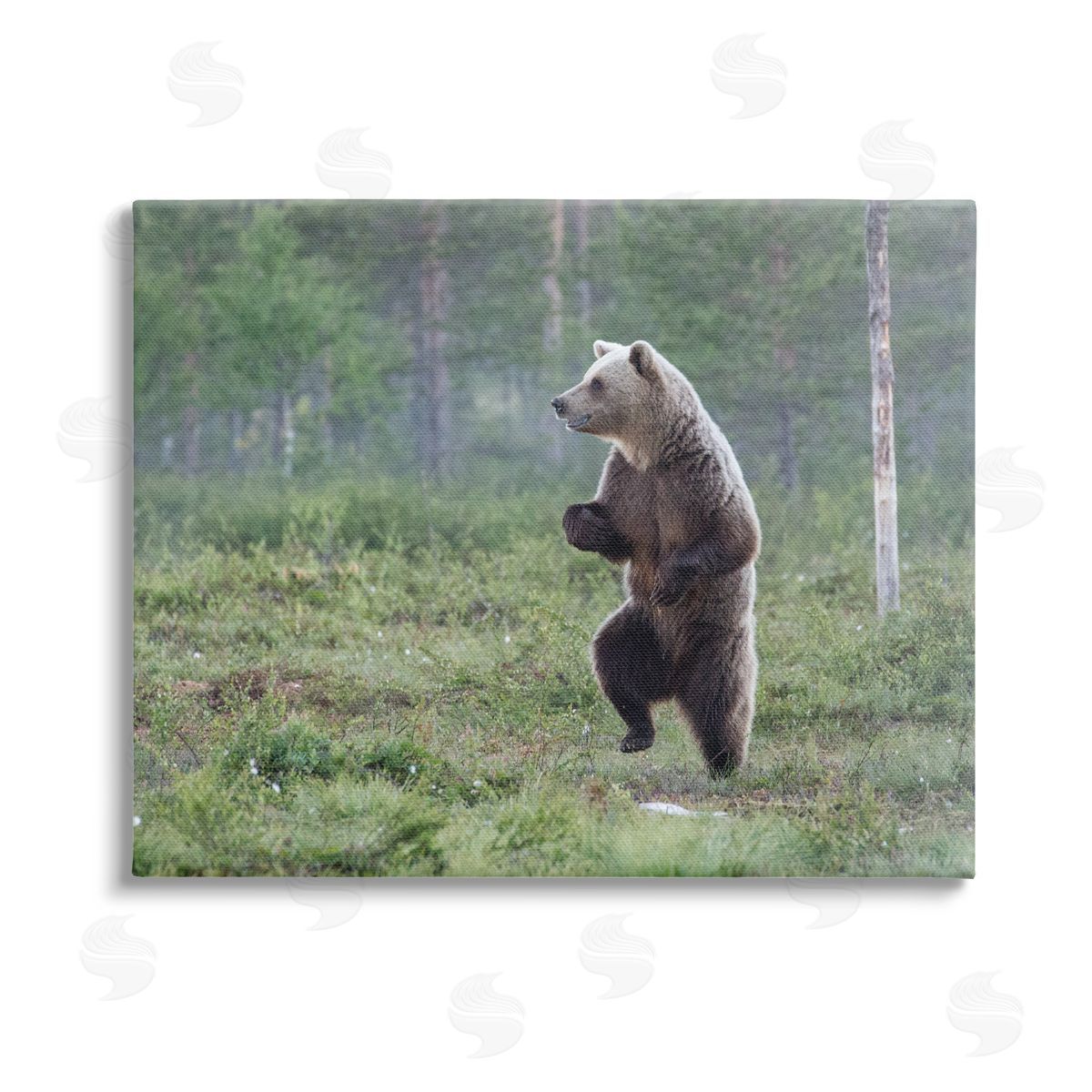 Alex Jevon Dancing Bear in Forest Stretched Canvas Wall Art Print