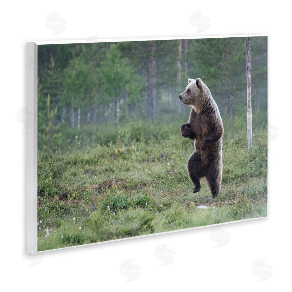 Alex Jevon Dancing Bear in Forest Wall Plaque Art Print