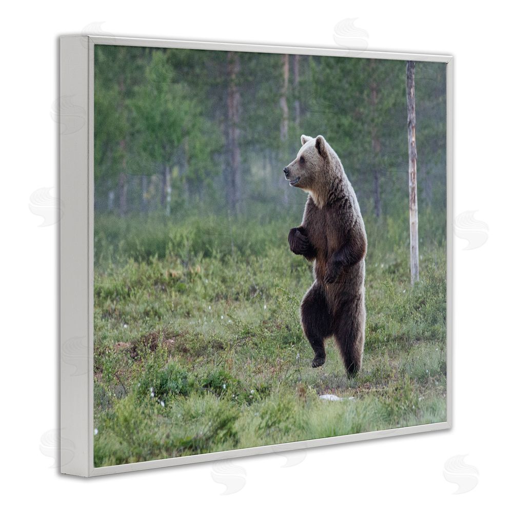 Alex Jevon Dancing Bear in Forest White Framed Giclee Wall Art Print