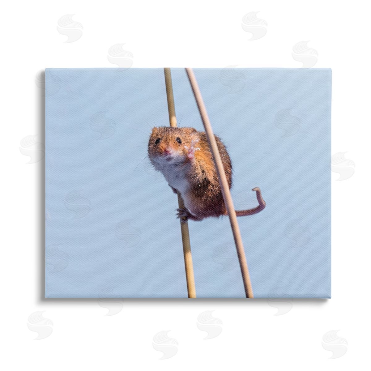 Michael Erwin Funny Balancing Mouse Stretched Canvas Wall Art Print