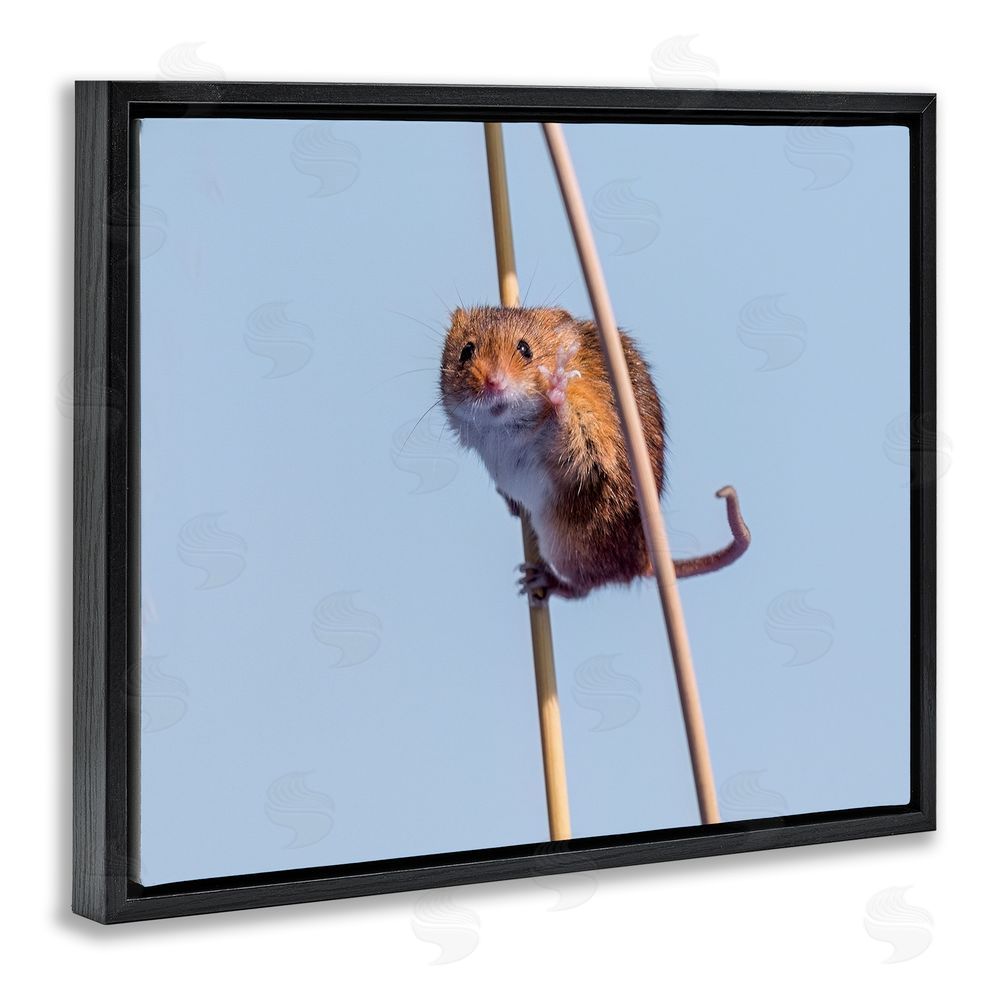 Michael Erwin Funny Balancing Mouse Black Floating Frame Canvas Wall Art Print