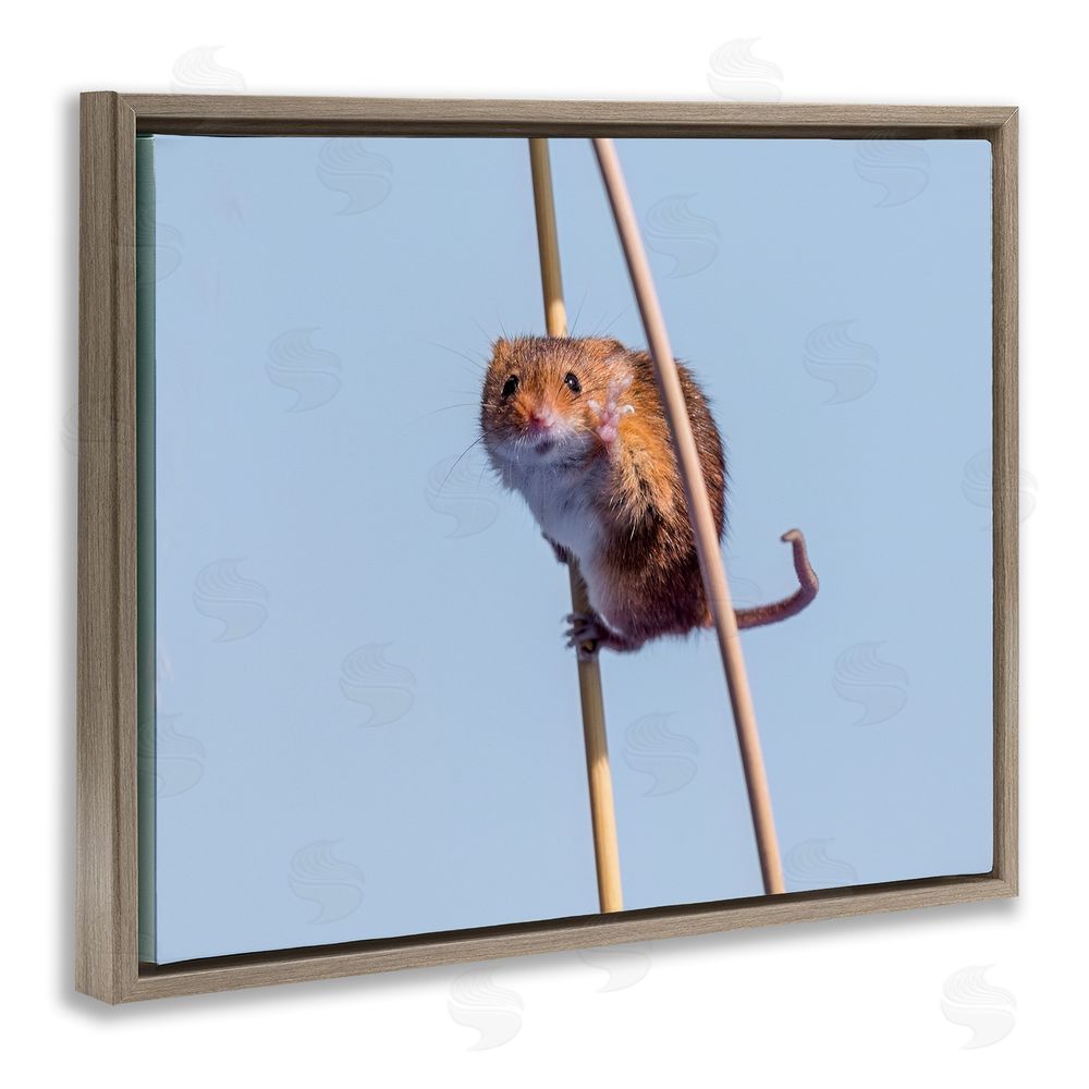 Michael Erwin Funny Balancing Mouse Brown Floating Frame Canvas Wall Art Print