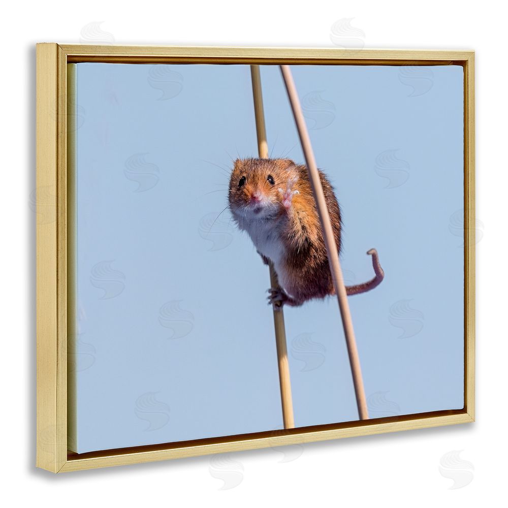 Michael Erwin Funny Balancing Mouse Gold Floating Frame Canvas Wall Art Print