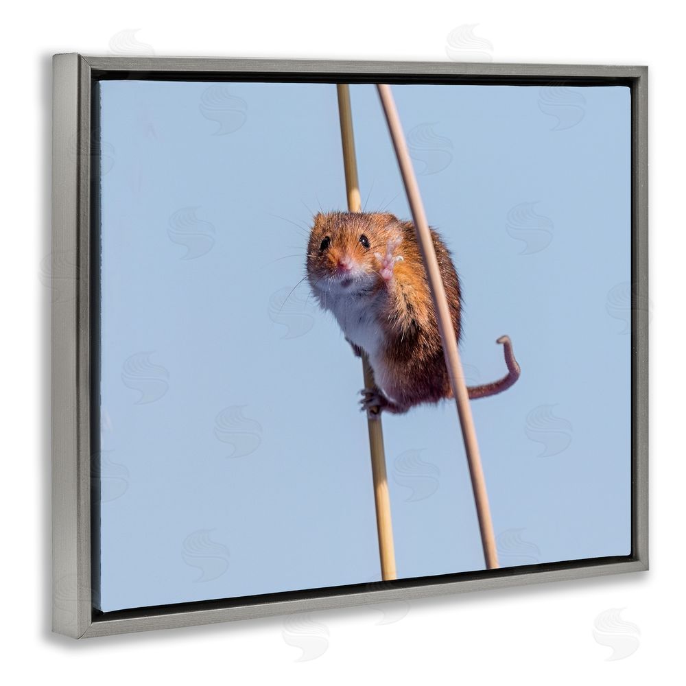 Michael Erwin Funny Balancing Mouse Grey Floating Frame Canvas Wall Art Print