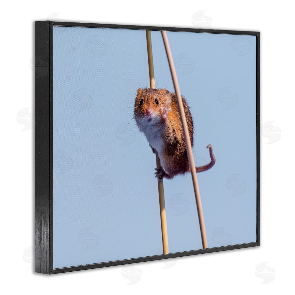 Michael Erwin Funny Balancing Mouse Black Framed Giclee Wall Art Print
