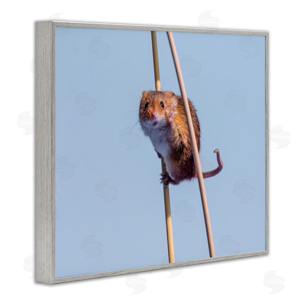 Michael Erwin Funny Balancing Mouse Gray Framed Giclee Wall Art Print