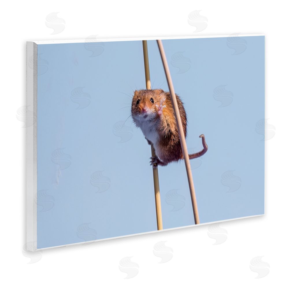 Michael Erwin Funny Balancing Mouse Wall Plaque Art Print