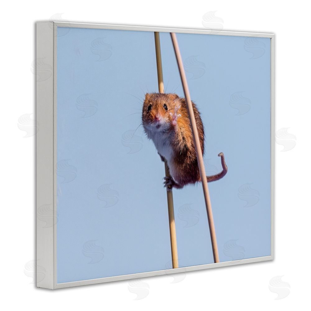 Michael Erwin Funny Balancing Mouse White Framed Giclee Wall Art Print