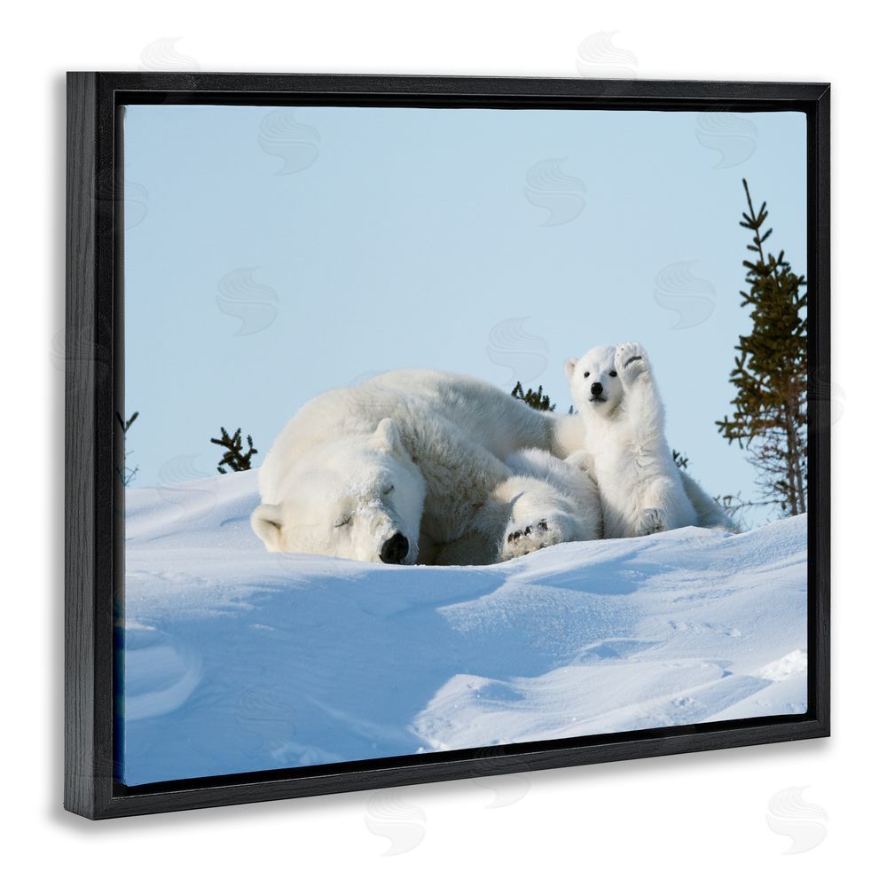 Philip Marazzi Polar Bear Cub with Mom Black Floating Frame Canvas Wall Art Print