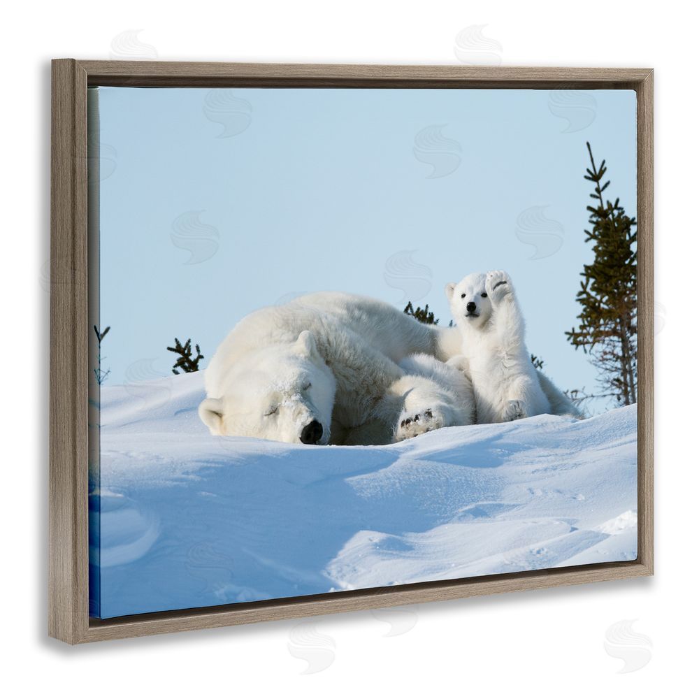 Philip Marazzi Polar Bear Cub with Mom Brown Floating Frame Canvas Wall Art Print