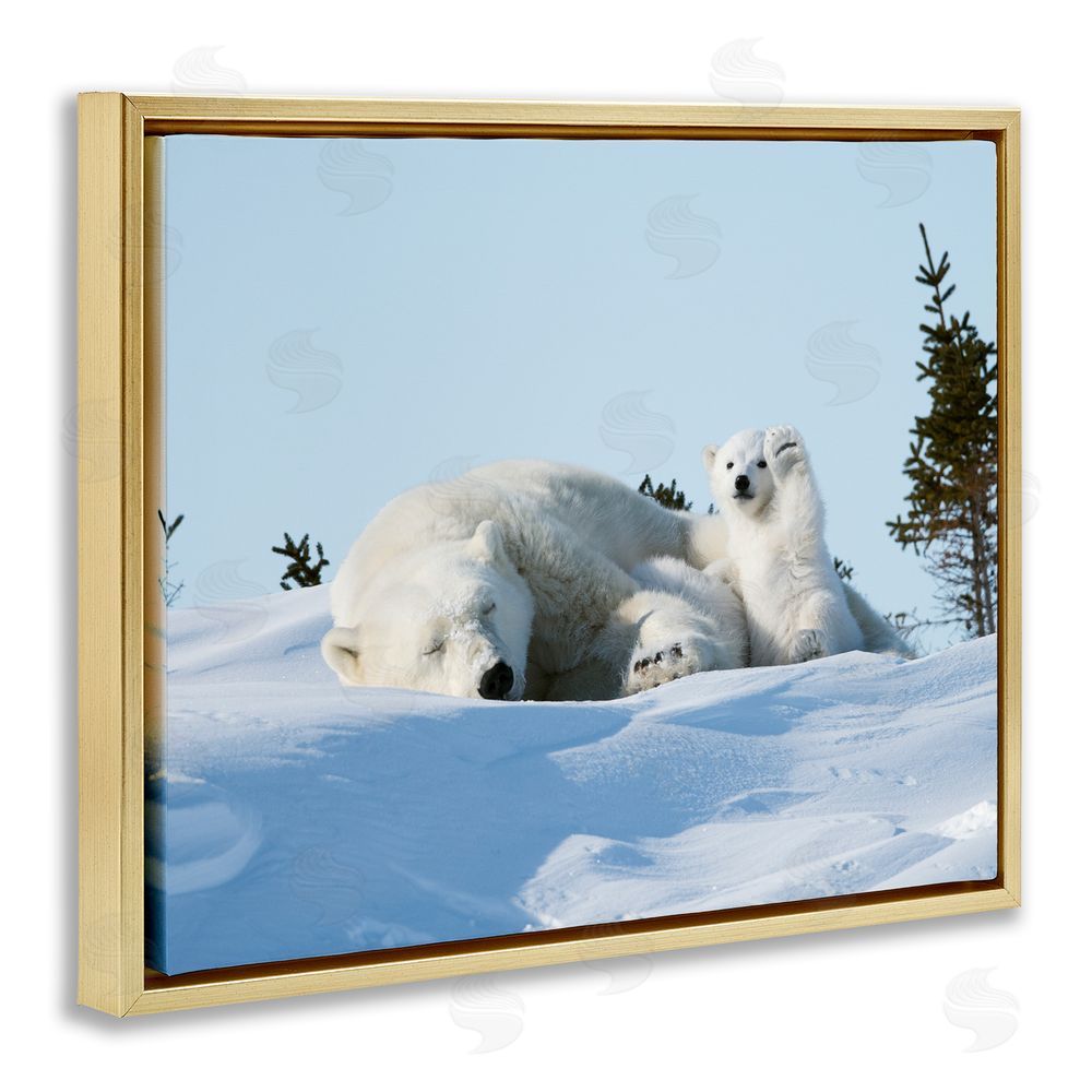 Philip Marazzi Polar Bear Cub with Mom Gold Floating Frame Canvas Wall Art Print