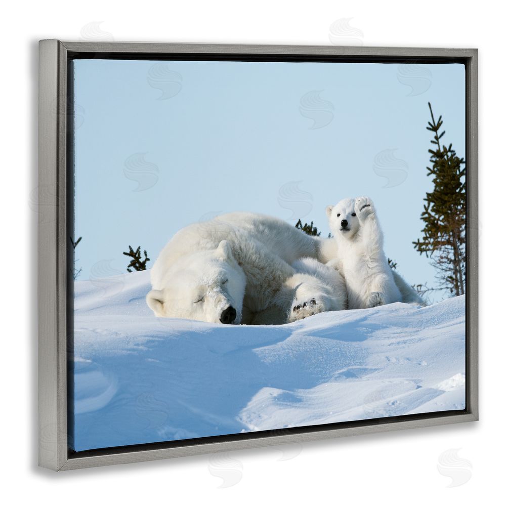 Philip Marazzi Polar Bear Cub with Mom Grey Floating Frame Canvas Wall Art Print