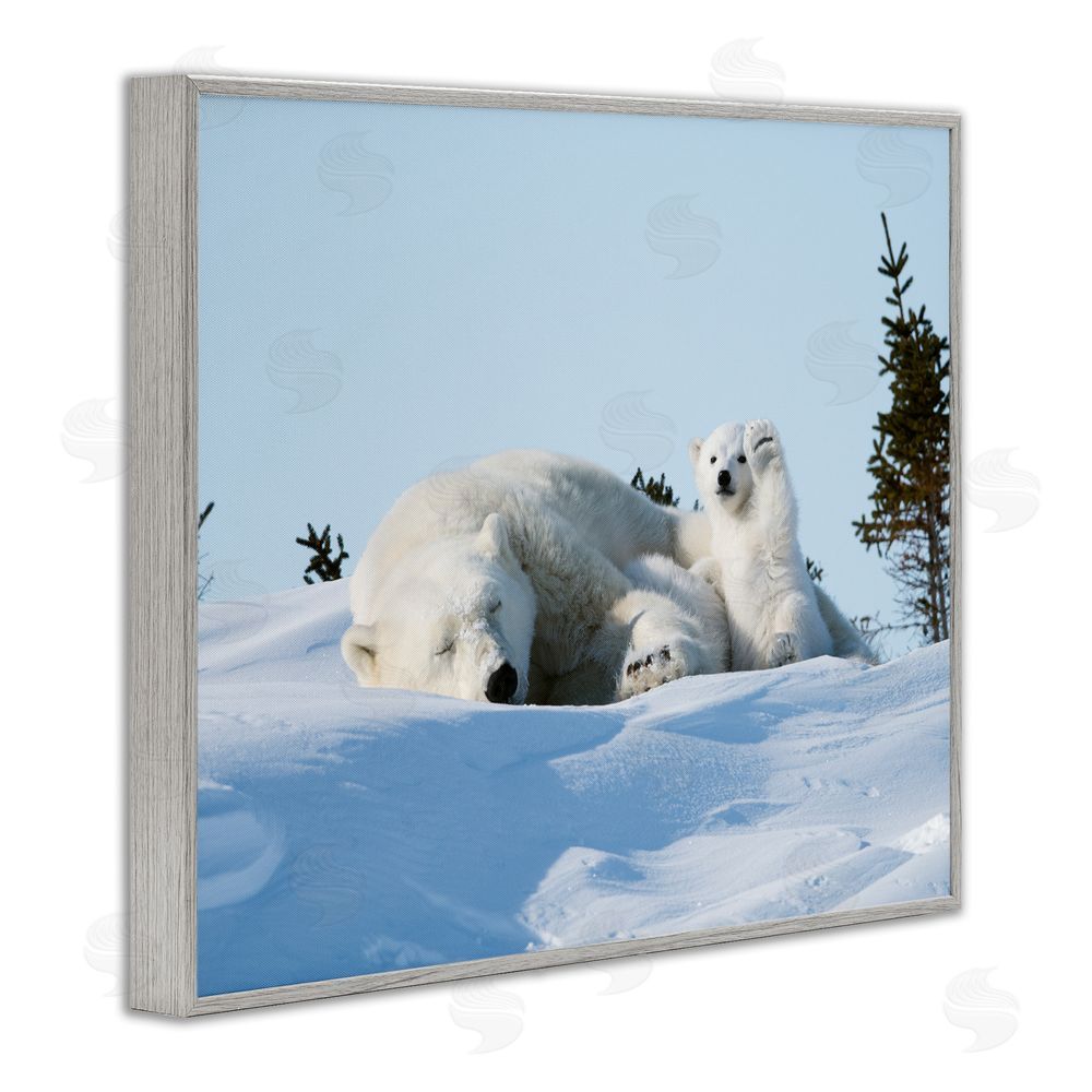 Philip Marazzi Polar Bear Cub with Mom Gray Framed Giclee Wall Art Print