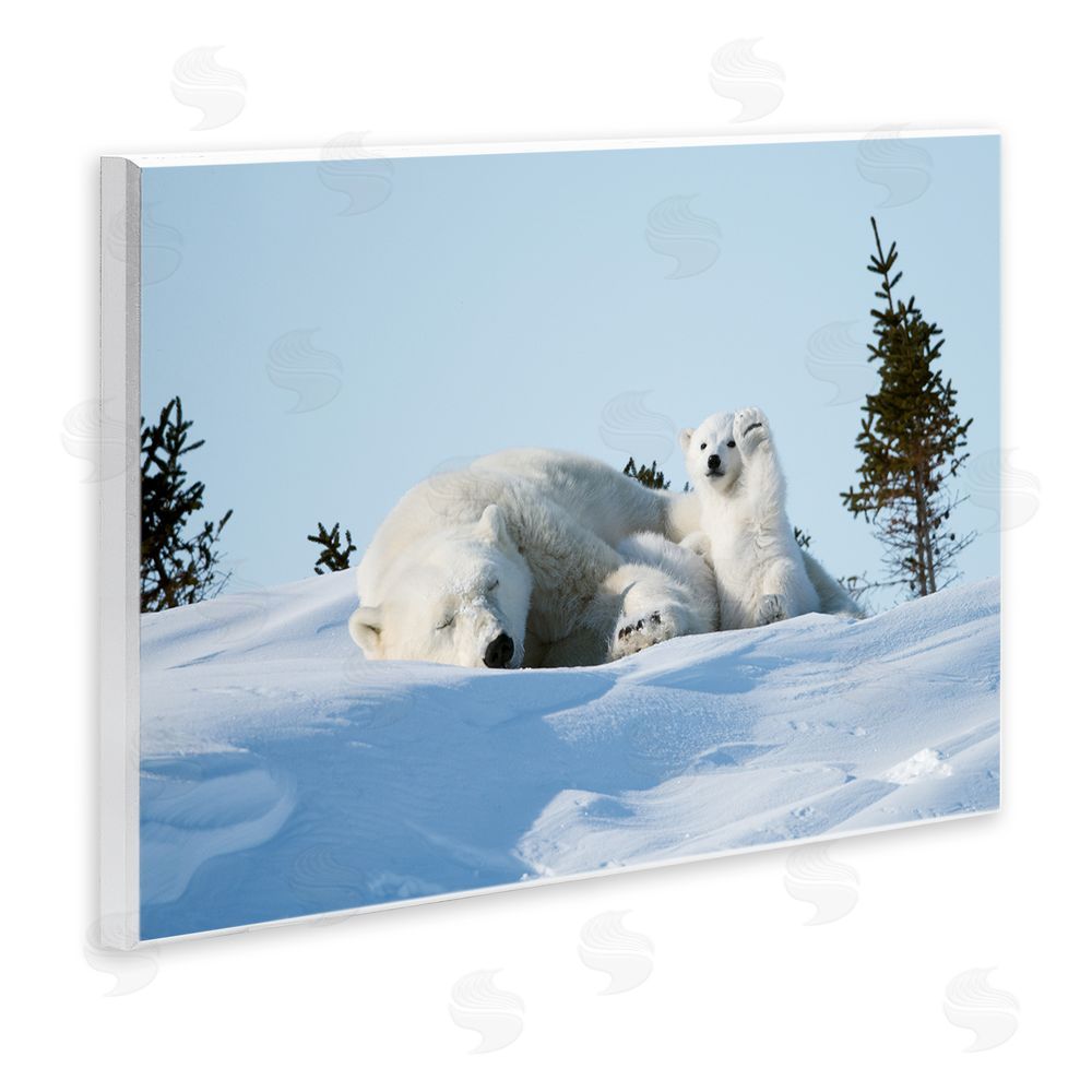 Philip Marazzi Polar Bear Cub with Mom Wall Plaque Art Print