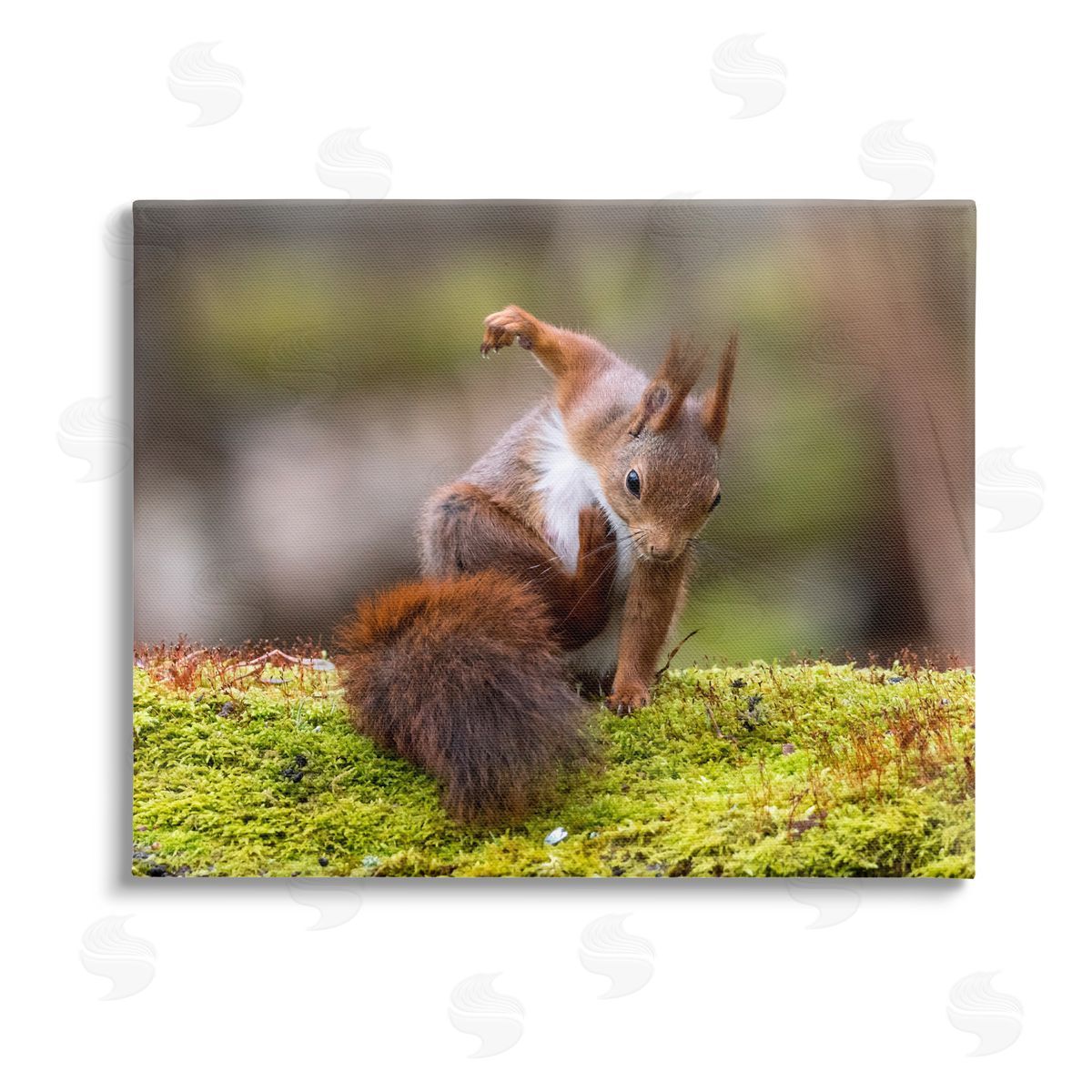 Johnny Kaapa Squirrel on Mossy Log Stretched Canvas Wall Art Print