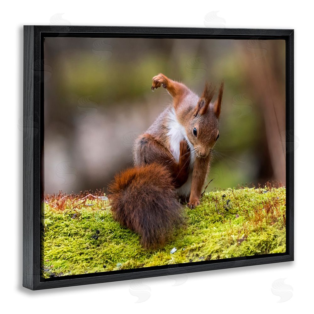 Johnny Kaapa Squirrel on Mossy Log Black Floating Frame Canvas Wall Art Print